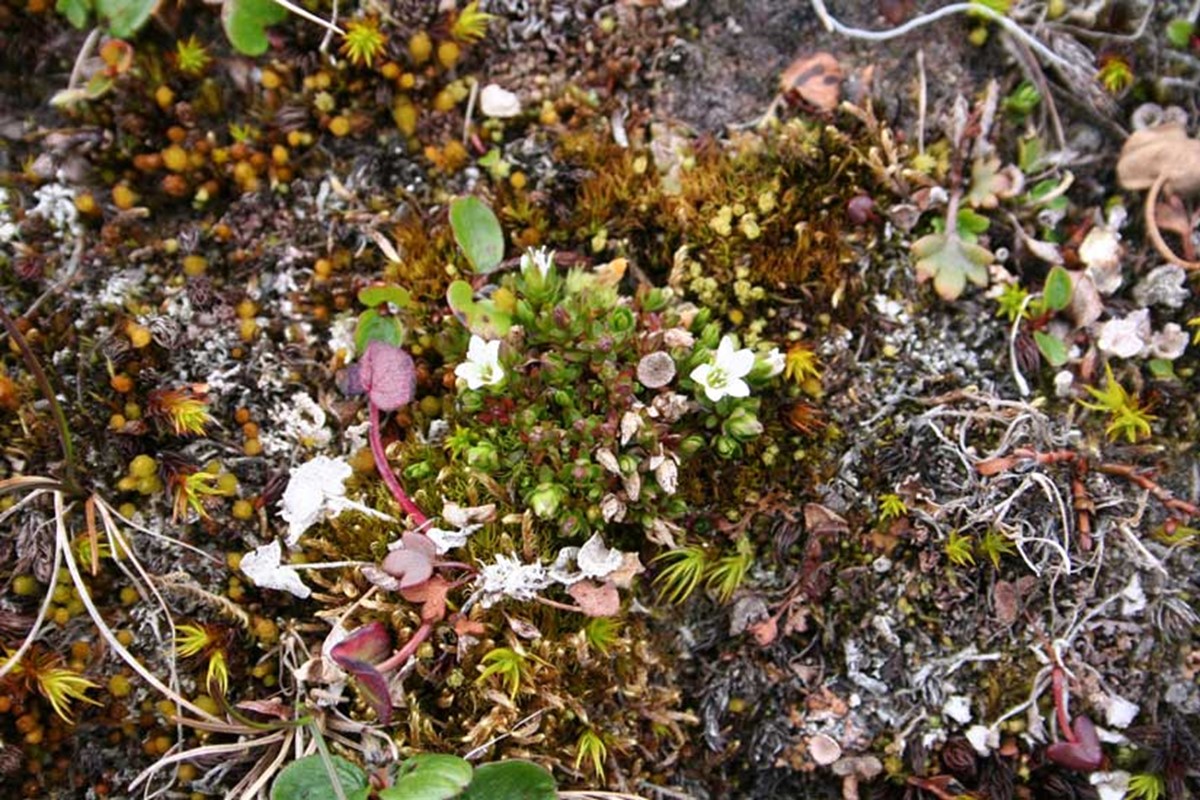 Dvergarve er en liten fjellplante som er kjent fra sytten vokseplasser i fjellet i Nord-Norge. Økte temperaturer fører til gjengroing av voksestedene. Foto: Magni Olsen Kyrkjeeide, NINA.