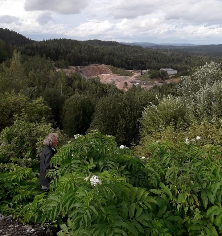 Sommerhyll, en fremmed planteart registrert for første gang viltvoksende på Sørøstlandet ved kartleggingen i 2019. Foto © Anders Often/NINA