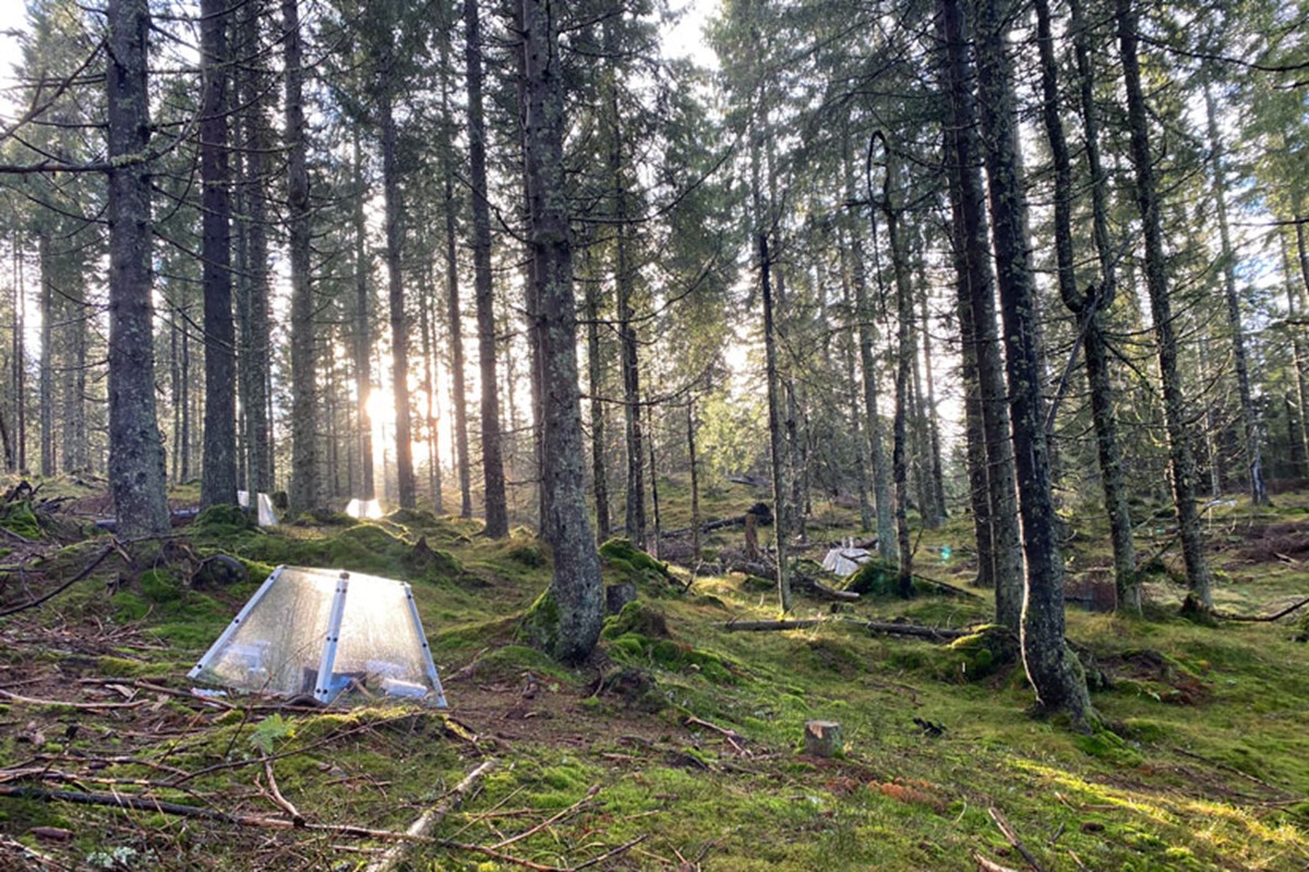 Skog. Foto: Carl-Fredrik Johannesson / NINA