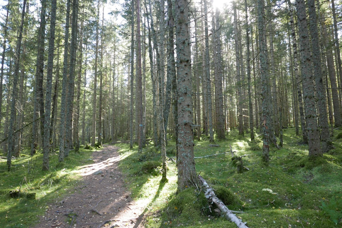 Skog i Østmarka. Foto.