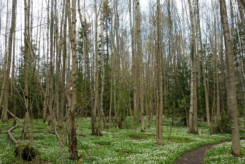 Temperær løvskog. Foto.