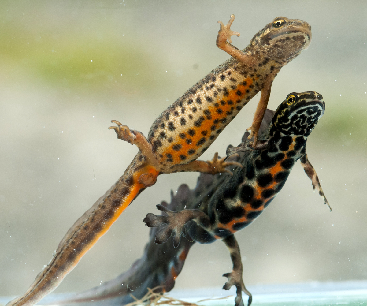 Småsalamander. Foto Børre Dervo