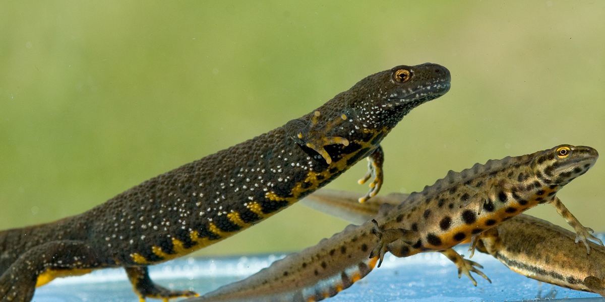 Liten og stor salamander. Foto Børre Dervo