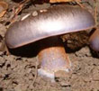 Indigoslørsopp, Cortinarius terpsichores, en rødlisteart i hotspot-habitatet kalklindeskog. Foto: Olav Skarpaas. 