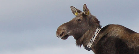 Elg med radiosender