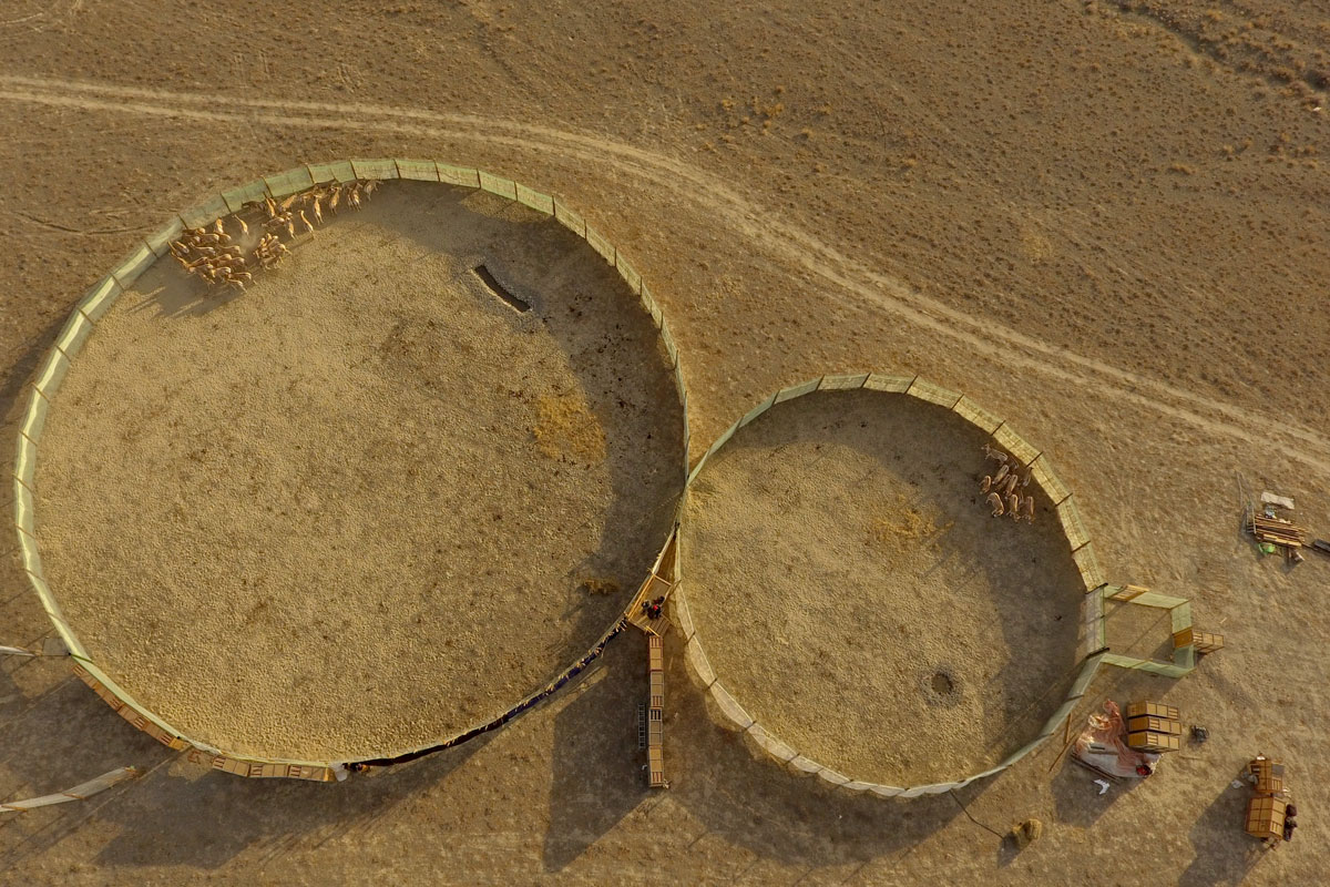 The capture corral in Altyn Emel national park. The group of 11 animals was captured on the first night, and the group of 43 was captured on the second night. This modern example is based on a design that has been used for capturing wild animals in the middle east and central Asia for millennia. Photo: NINA