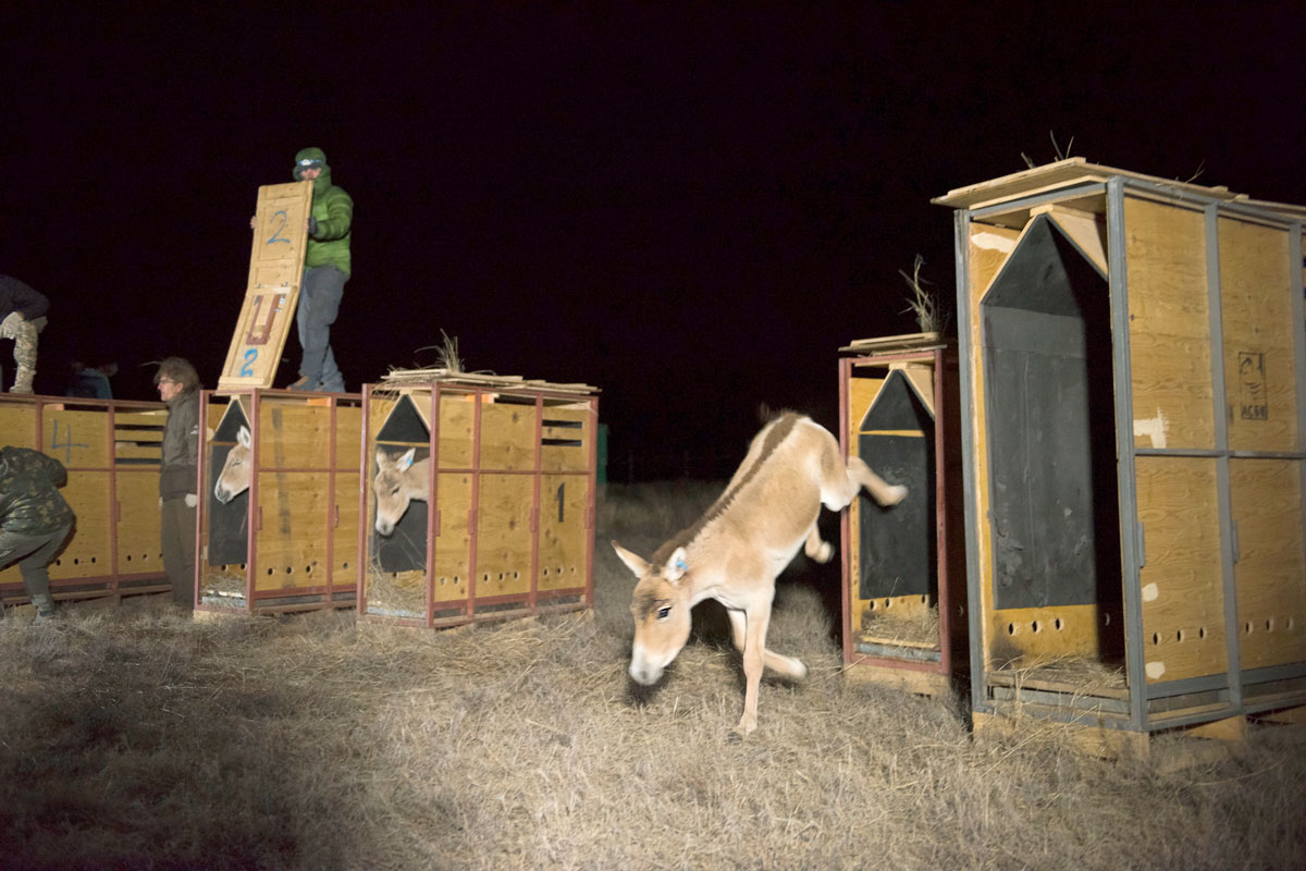 A kulan foal takes its first steps to freedom in its new home in Altyn Dala. Photo: Daniel Rosengren FZS