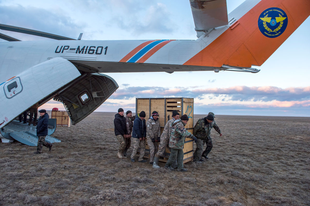 Offloading the kulan after their long helicopter flight. Photo: Daniel Rosengren FZS